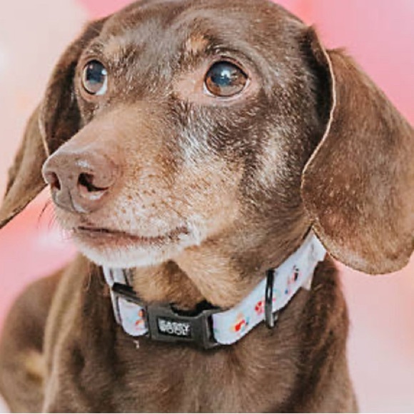 Disney Princess Dog Collar by Sassy Woof - Picture 5 of 5